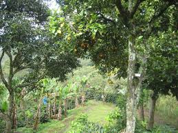 How to grow fruit trees in shade. Fruit Trees Providing Shade Canopy For The Coffee Plants Coffee Enterprises