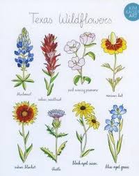 Texas Wildflowers 8x10 Print Wildflower Tattoo Wildflower Drawing Wildflower Paintings