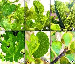Various Fig Mosaic Disease Symp Toms Observed On Fig Leaves Veins Download Scientific Diagram