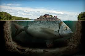 Rekor terbesar tercatat memiliki berat 70 kg. Anak Jati Malau Beberapa Ikan Terbesar Di Dunia
