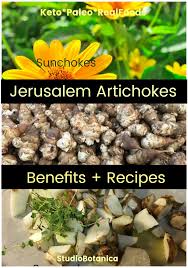 A jerusalem artichoke doesn't look like a regular artichoke at all. Jerusalem Artichokes Health Benefits Scrumptious Recipe Ideas Studio Botanica