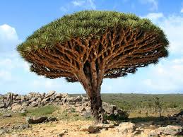 Maybe you would like to learn more about one of these? 11 Photos Of The World S Most Beautiful Trees Reader S Digest