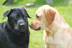 We did not find results for: Labrador Breeders In Oregon State Bmo Show