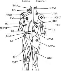 Muscle diagram anatomy practice health and physical education musculoskeletal system. Electrode Placement On The Anterior And Posterior Side Of The Body Download Scientific Diagram