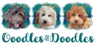 They are the ones that have the wavy and curly coat that will get shaggy if left unattended. Current Litters Goldendoodles