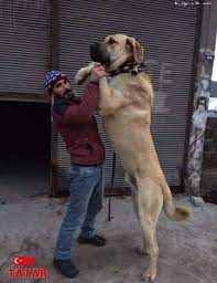 kangal kangal dog large dog breeds giant dogs