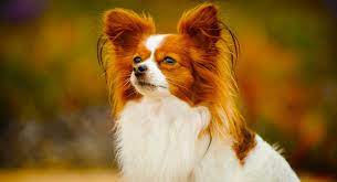 The appearance of the species is similar to that of their parents. Papillon Dog Information Center A Complete Guide To A Beautiful Breed