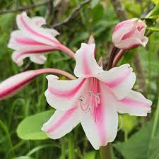 Image result for Crinum