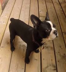 Boston terriers are our passion and health and character our main interest. A Gopro And A Boston Terrier Puppy Named Spot Ibostonterrier Com Boston Terrier Puppy Boston Terrier Puppy Funny Boston Terrier