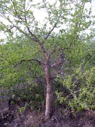 Image result for Commiphora tenuipetiolata