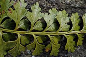 Image result for Asplenium aethiopicum