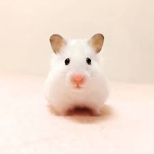 Cute Animals Cat Pictures Dog Pictures The Fluffington Post Cute Hamsters Cute Animals Cute Small Animals