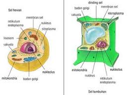 Perbedaan Hewan Dan Tumbuhan Dalam Hal Membuat Protein Bentuk Tabel Menanggapi Rangsang Jaringan Hewan Dan Tumbuhan Ciri Antara Ge Sel Hewan Sel Tumbuhan Hewan