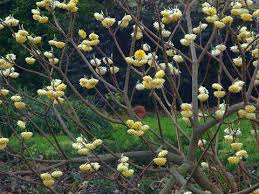 Best known for its average maintenance and moderate growth, this shrub will likely liven up your. Edgeworthia Papyrifera Edgeworthia Chrysantha Diploid Form Chinese Paper Bush Japanese Paperbush Plant Lust