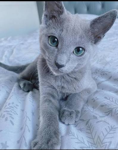 British Shorthair cat portrait