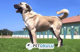 Kangal Kopek Cinsi Egitimi Ve Ozellikleri Pet Okulu