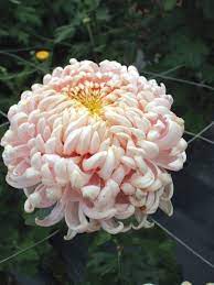 Pin On Summer Cutting Flowers 2016