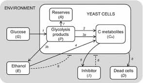 Animal and yeast cell respiration. Model Diagram Of Yeast Growth Simplified Cell Metabolism With Explicit Download Scientific Diagram