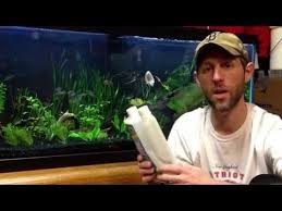 How To How To Get Rid Of Ich In The Planted Aquarium Youtube Planted Aquarium Aquarium Rid