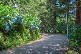 Trip Road In Batumi Botanical Garden And Trees Stock Photo Picture And Royalty Free Image Image 82522264
