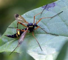 Pages in category ctenophora festiva. Ctenophora Ctenophora Festiva