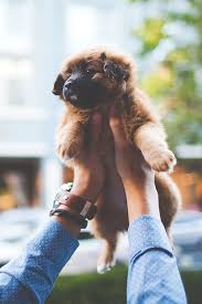 Pin By Forum Tutkusu On Animals Cute Animals Cute Dogs Puppies