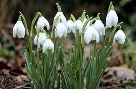 Hóvirág, virágok, tavaszi virág, növény, bezár, makró, a tavasz jelei, virágzás, tavaszi, galanthus, amaryllis növény. A Tavasz Jelkepei A Hovirag Es A Tozike