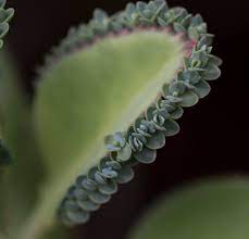 Kalanchoe Kopen En Verzorging Goede Groei