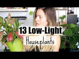 13 Low Light Houseplants Plants That Love Low Light Youtube