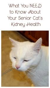 What You Need To Know About Your Senior Cat S Kidney Health Askyourvet Senior Cat Care Senior Cat Cat Illnesses