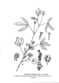 Image result for Hibiscus lobatus