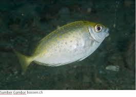 Air laut ini sangat populer di kalangan pecinta ikan hias. Jenis Jenis Ikan Di Laut Beserta Gambar Informasi Pancing Kita
