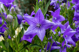 Choose from some of the most beautiful purple flowers that you can include in your yard. 24 Types Of Purple Flowers How Many Do You Know