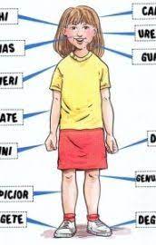 The average human body contains enough bones to make an. Corpul Uman Curiozitati Kidibot BÄtÄliile CunoaÈterii