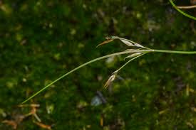 Image result for Rhynchospora brevirostris