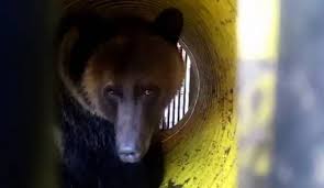 Mitchell returned for game 2 and the jazz haven't looked back. Grizzlies Expected To Migrate To Central Idaho Wilderness Idaho Statesman