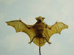 A top 3 tropical bamboo species in south florida (zone 9b and up). Lesser Bamboo Bat Wikipedia