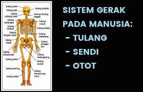 Maybe you would like to learn more about one of these? Sistem Gerak Pada Manusia Tulang Sendi Dan Otot Ilmupelajaran Com