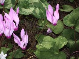 Image result for Cyclamen parviflorum