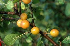 See our selection of trees, some native, some hard to come by, all propagated here on the nursery. 30 Native British Trees And How To Spot Them