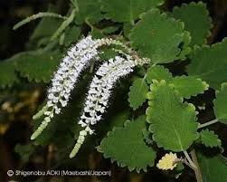 Image result for Tetradenia bainesii