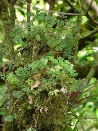 Image result for Elaphoglossum spathulatum