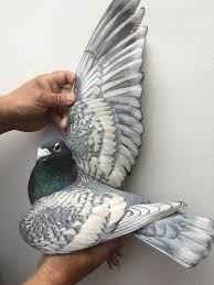 Păsări Pigeon Breeds Pet Pigeon Pigeon Pictures