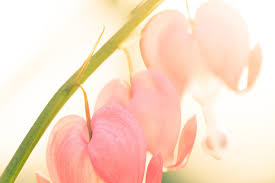 Macro Photography Lighting The Ultimate Guide To Macro Light