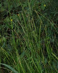 Image result for Setaria geminata