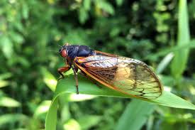Cicadas are large insects that appear in late spring/early summer and make a lot of noise. How This Zombie Fungus Turns Cicadas Into Horror Movie Sex Bots Scientific American