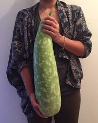 Also known as cucuzzi, gagootza, and serpente de sicilia. Opo Squash Lagenaria Siceraria Sage Garden Theory