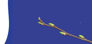 Pompes Funebres Delsigne 59282 Douchy Les Mines