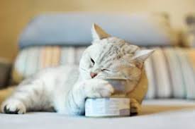 En Iyi Konserve Kedi Mamalari Petzz Blog
