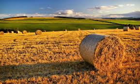 Crisi Iran, Coldiretti Puglia lancia l’allarme: costi agricoli a +45%, prodotti alle stelle